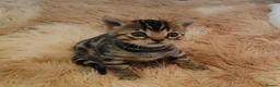 Bengal cats for sale: Beautiful Bengal kittens  - Advert 3