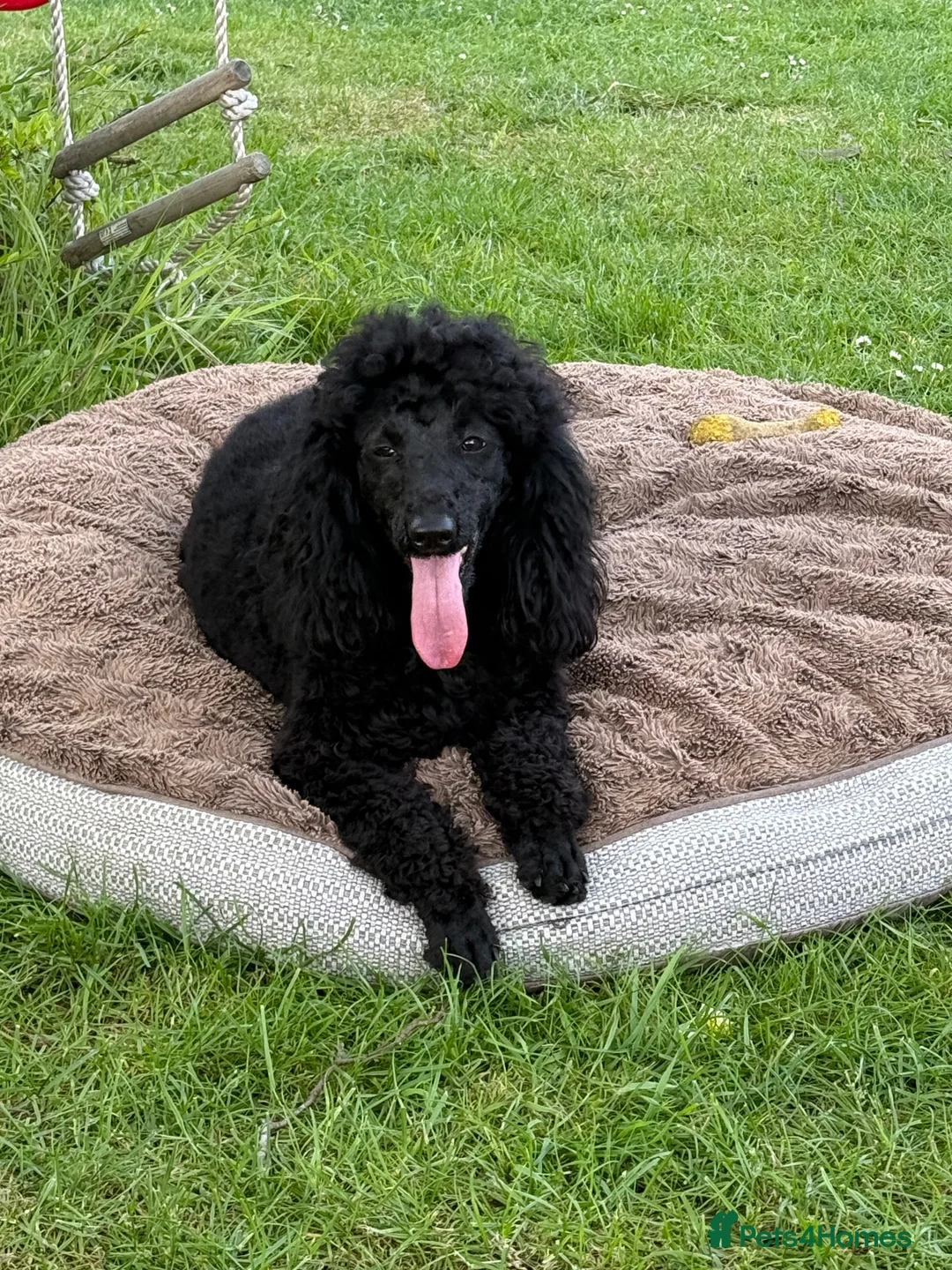 Maltipoo dogs for sale: The most gorgeous and affection at multi poos - Advert 4