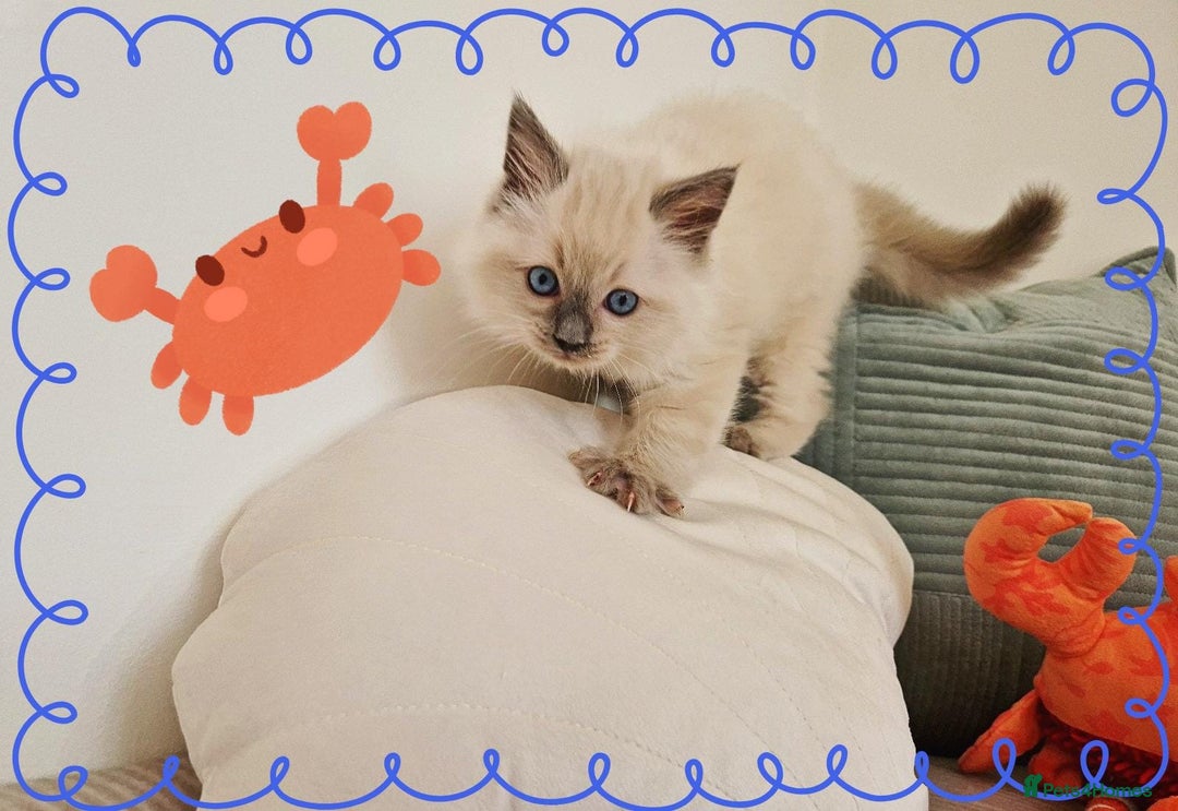 Ragdoll cats for sale: Top-Quality Pedigree Ragdoll Kittens - 3 AVAILABLE - Image 13