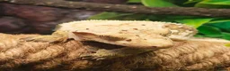 Gecko reptiles for sale: Stunning male crested gecko  - Advert 3