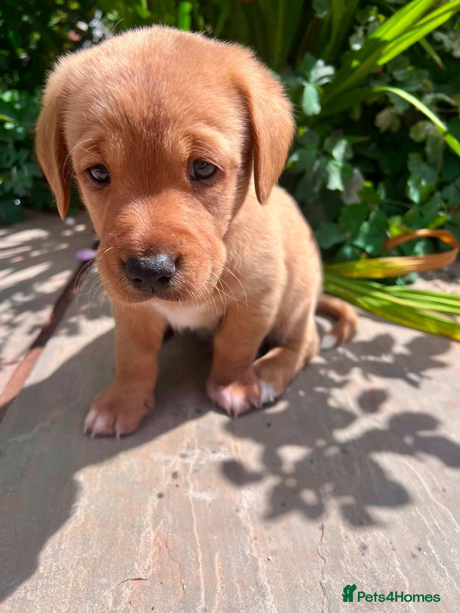 Mixed Breed dogs Cavador - Rare fox red lab, cavachon mix  - Advert 3