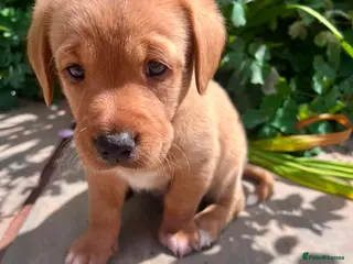 Mixed Breed dogs Cavador - Rare fox red lab, cavachon mix - Advert 3