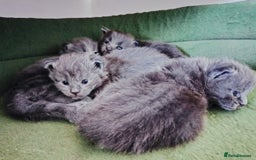 Maine Coon cats for sale: Blue Maine coon kittens - DNA health tested - Image 16