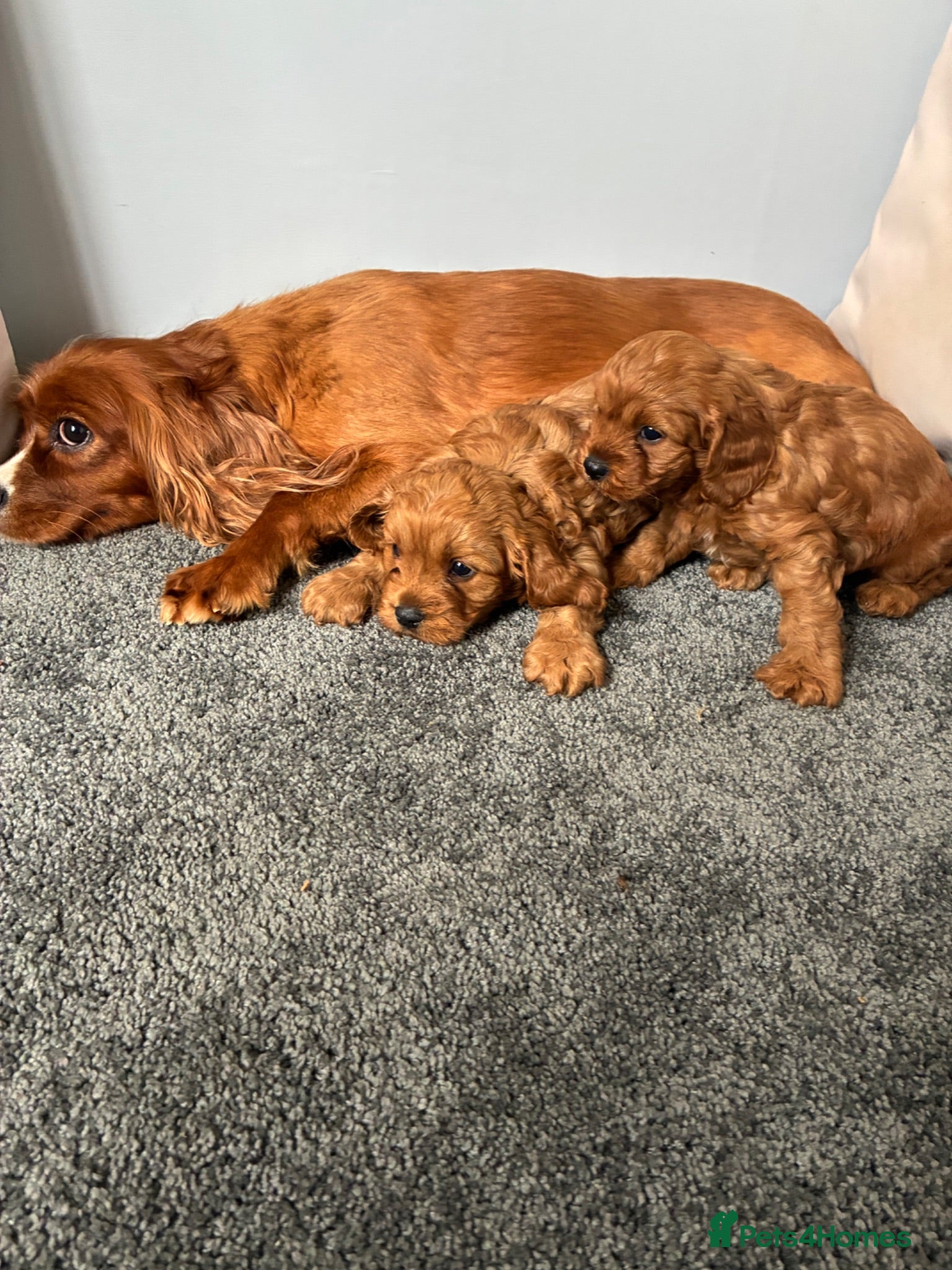 Cavapoo dogs Cavapoo puppies - Advert 3