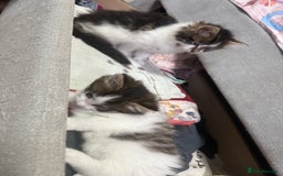 Mixed Breed cats for sale: Kittens for adoption  - Image 5