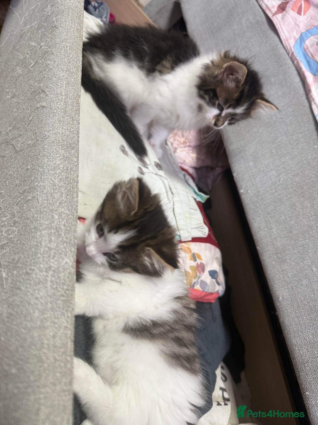 Mixed Breed cats for sale: Kittens for adoption  - Image 5