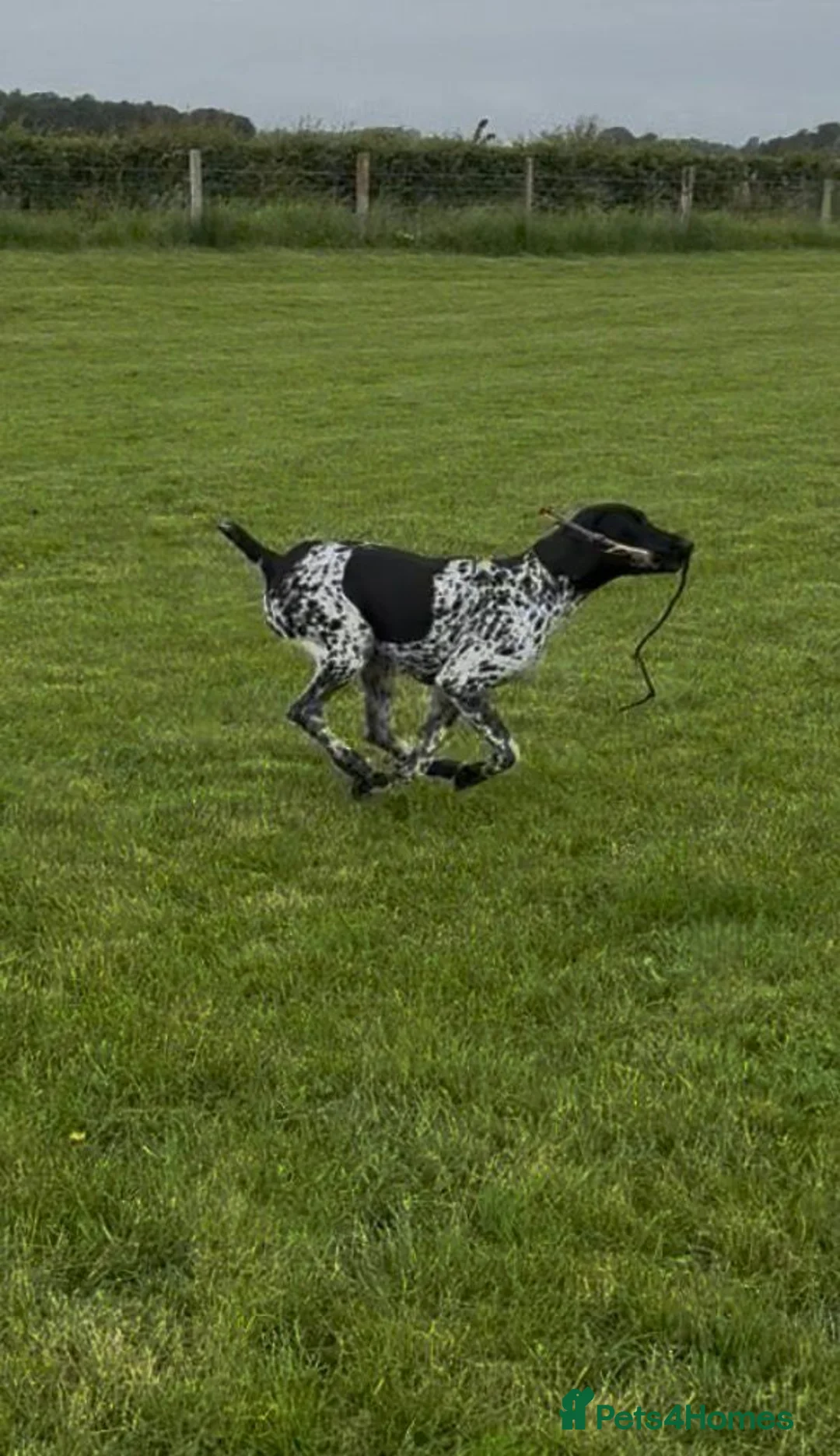 German Shorthaired Pointer dogs for sale: Gorgeous Green Short Haired Pups - Serbian Blood - Advert 16