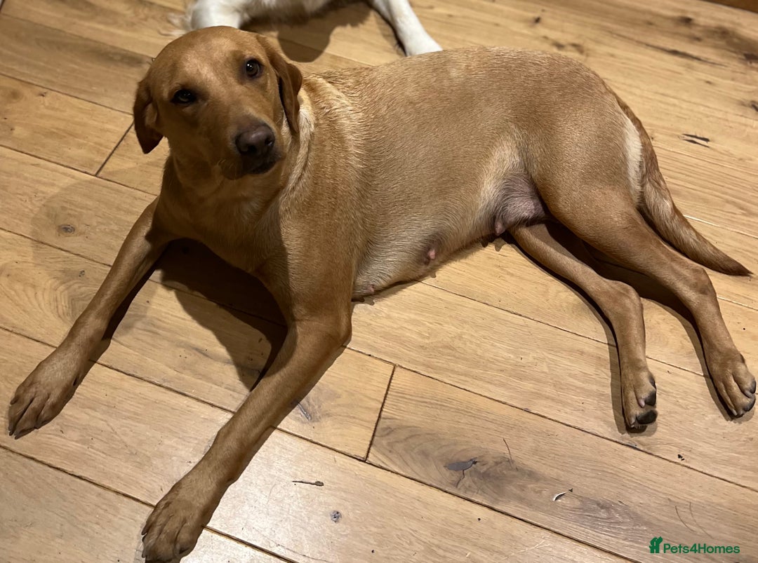 Goldador dogs for sale: Goldador puppies, Labrador x Golden Retiever  - Image 15