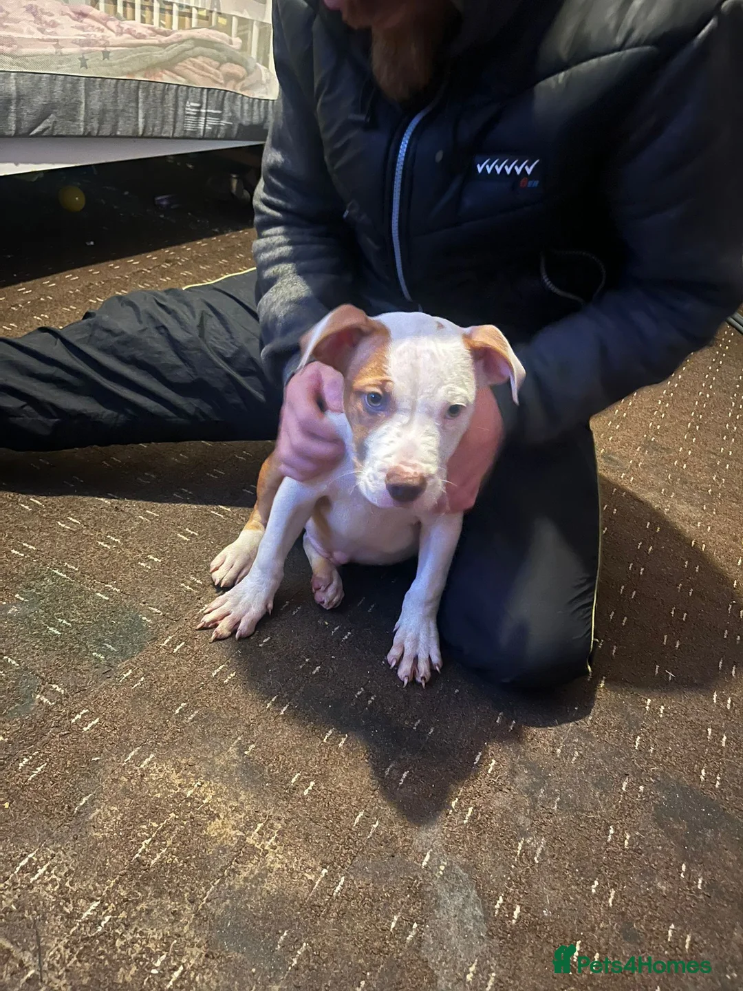 Mixed Breed dogs for sale: Male puppy for sale - Advert 5