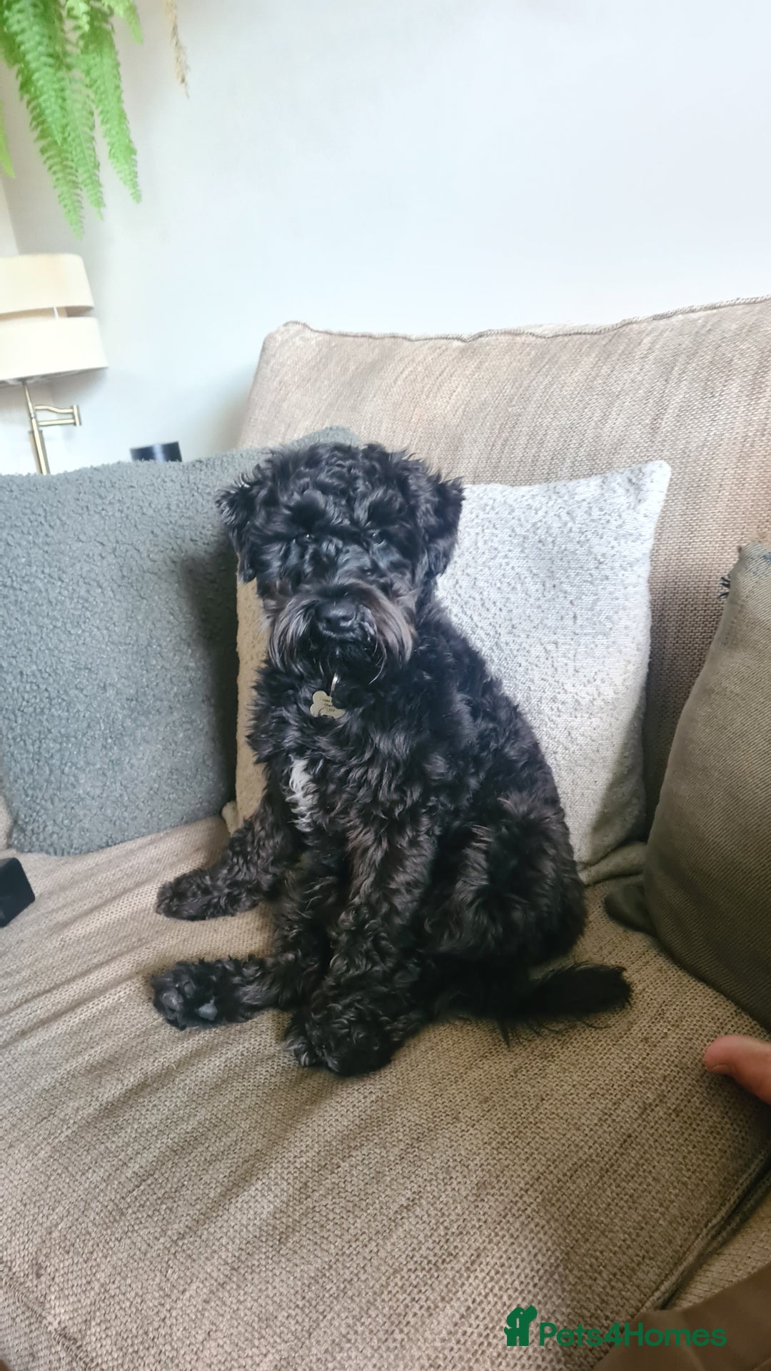 Miniature Schnauzer dogs for stud: Black Miniature schnauzer looking for girlfirend - Advert 8