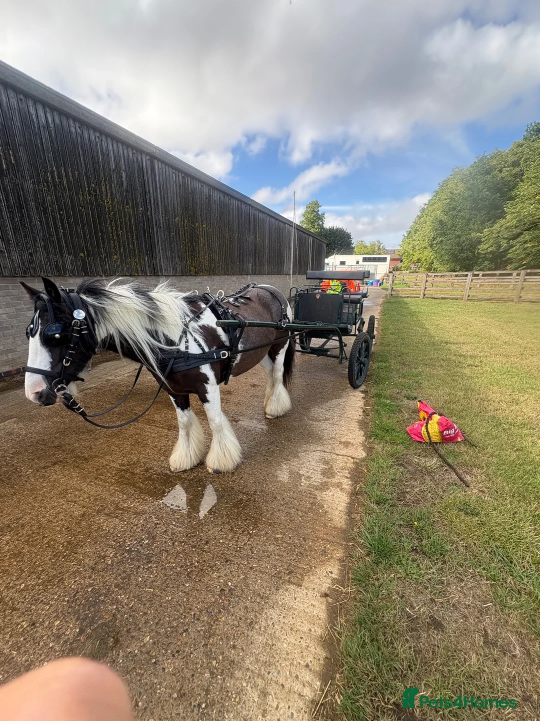 Irish Cob horses for sale: Kids pony in Stowmarket - Advert 2