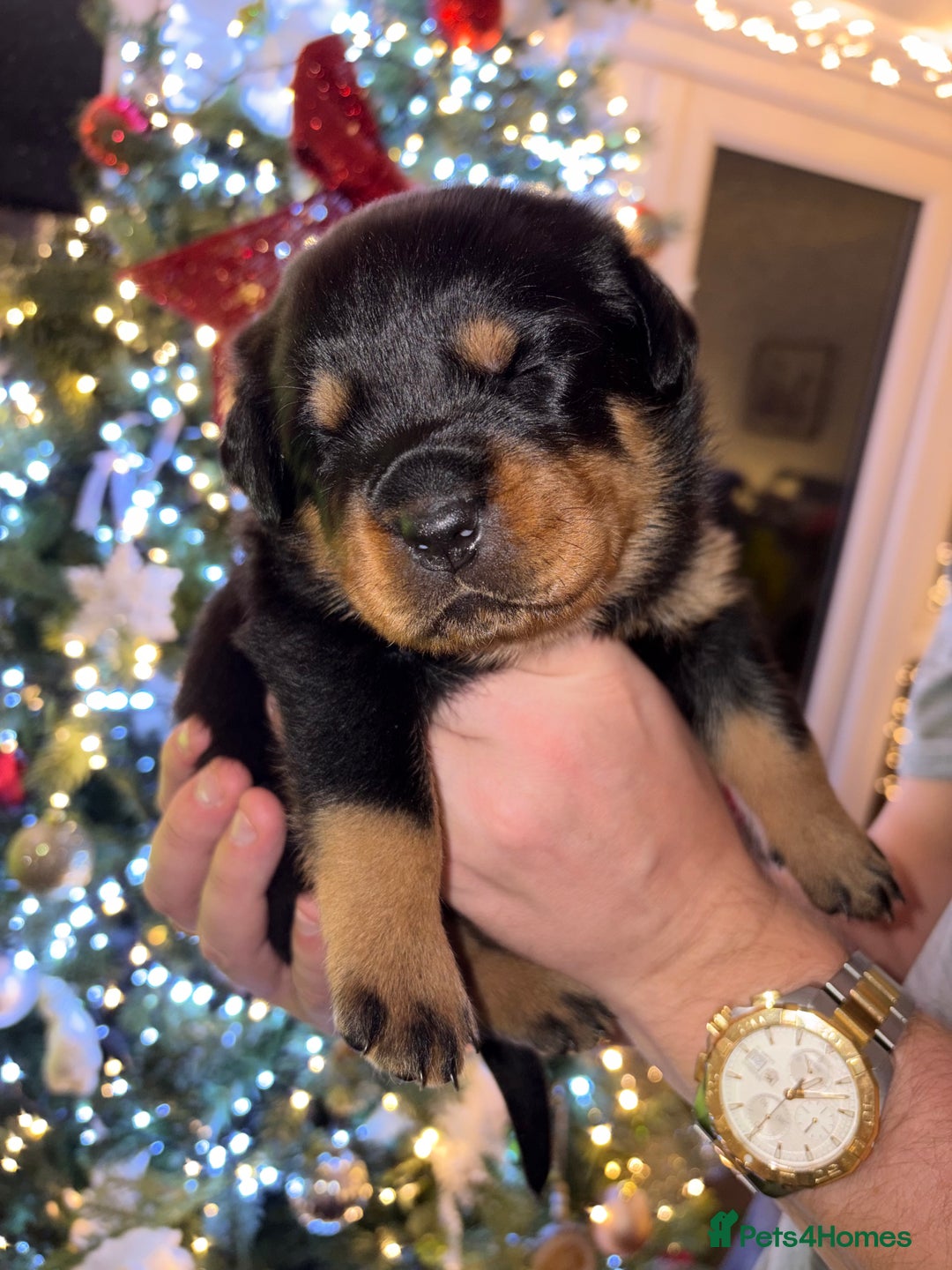 Rottweiler dogs for sale: KC Rottweiler puppies  - Advert 35