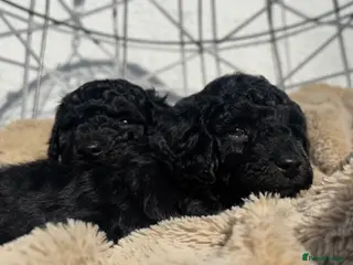 Toy Poodle dogs Kc Registered Toy Poodle Puppies - Advert 13