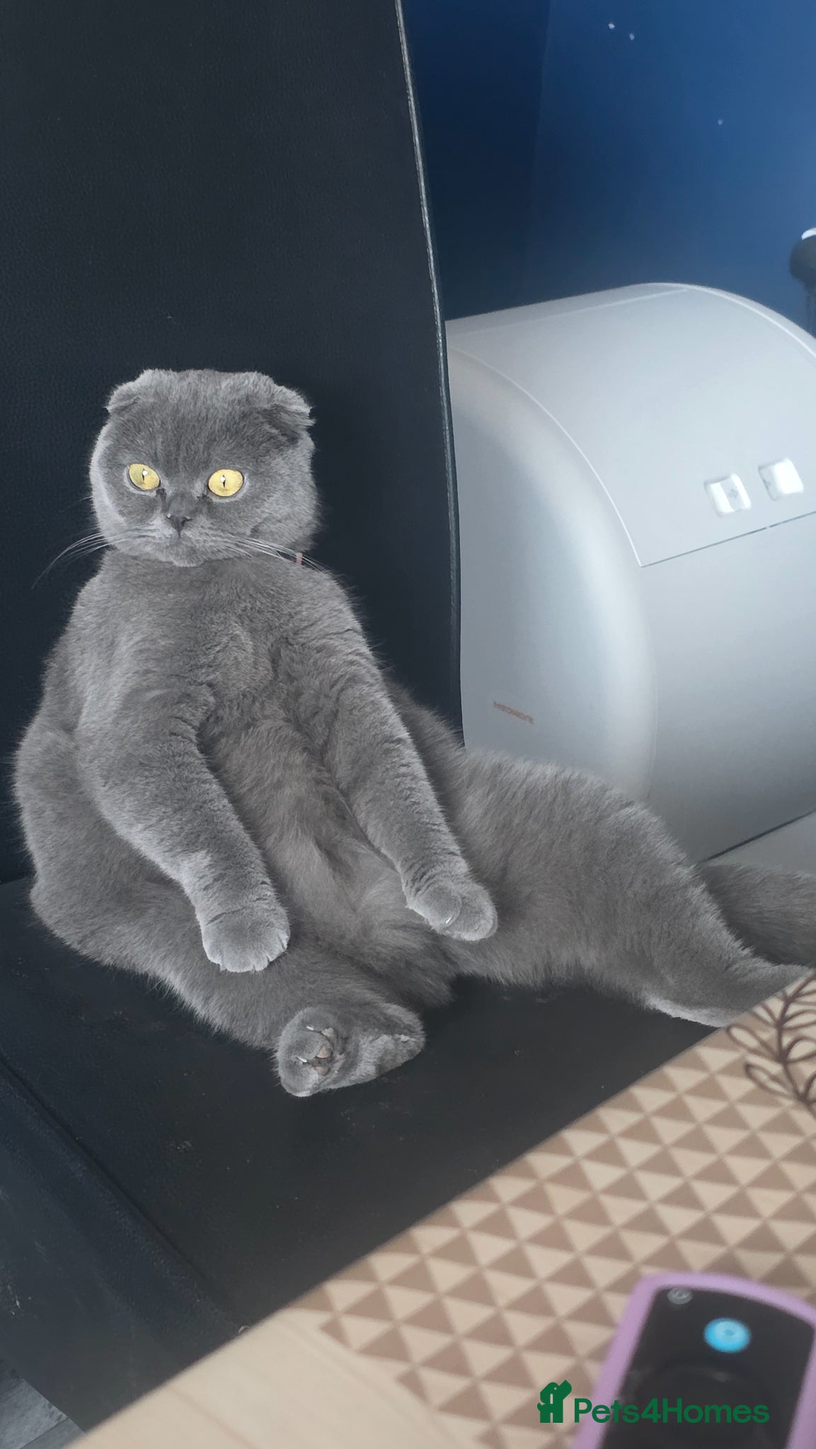 Scottish Fold cats for sale: Cat Scottish fold  - Advert 1
