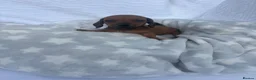 Miniature Dachshund dogs for sale: Miniature dachshund puppies available  in Uckfield - Advert 6