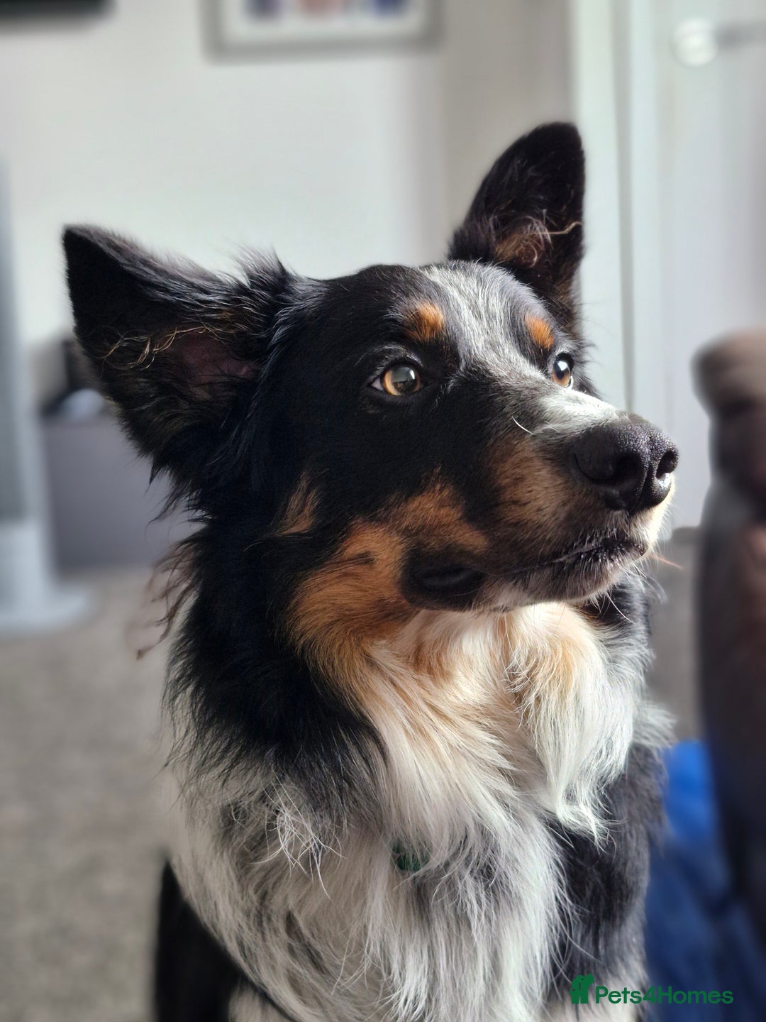 Border Collie dogs for stud: *STUD* Merlin - Image 6