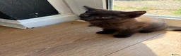 Mixed Breed cats for sale: black male kitten last one remaining  in St Albans - Advert 3