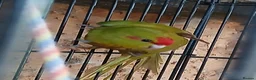 Parakeets birds for sale: Kakariki hen Cinnamon kakariki girl  - Advert 5