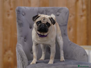 Pug dogs Standard fawn small pug for stud in Harpenden - Advert 4