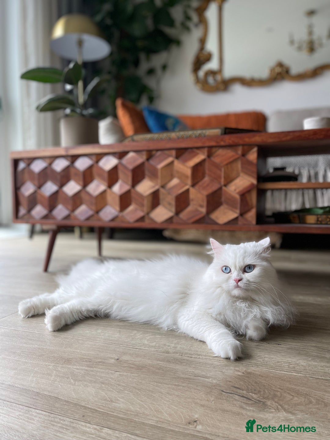 Persian cats for sale: Beautiful pedigree Chinchilla Persian cat - Image 6