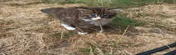 Mixed Breed cats for sale: ❤️Tiny Paws, Big Hearts Ready for Loving Home soon - Advert 20