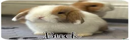 Mini Lop rabbits for sale: 2 Pure Mini Lops - Available 27th Feb - Advert 1