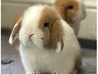 Mini Lop rabbits 2 Pure Mini Lops - Available 27th Feb - Advert 2