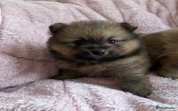 Pomeranian dogs for sale: 2 beautiful Pomeranian Puppy’s  - Image 4