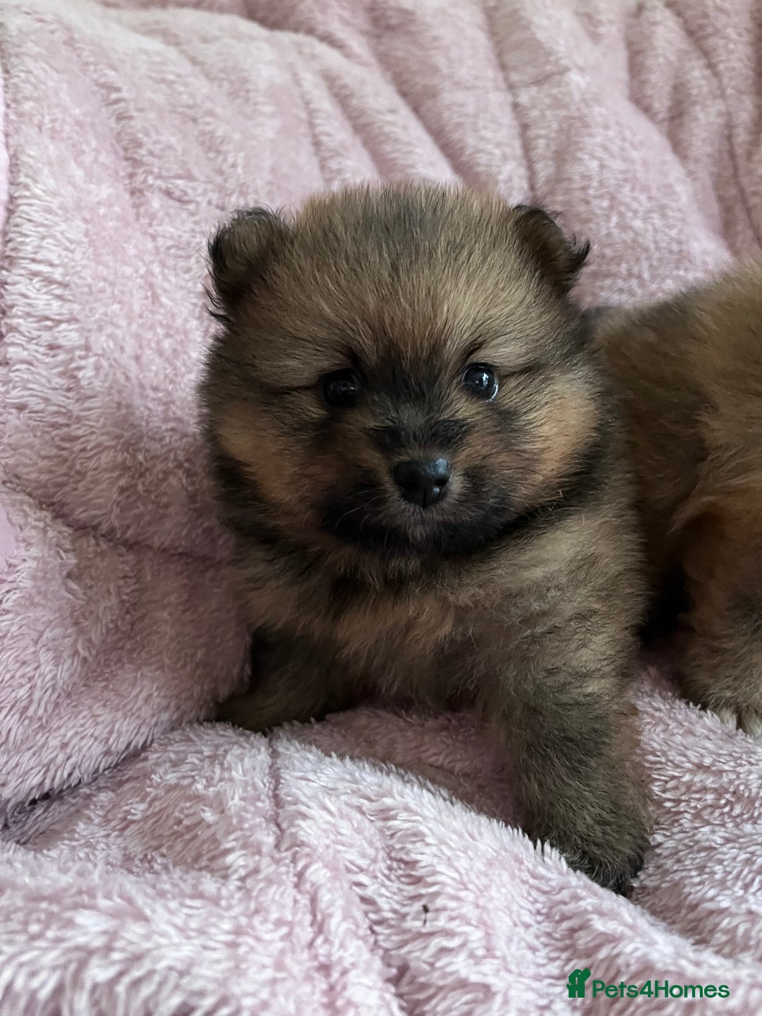 Pomeranian dogs for sale: 2 beautiful Pomeranian Puppy’s  - Image 4