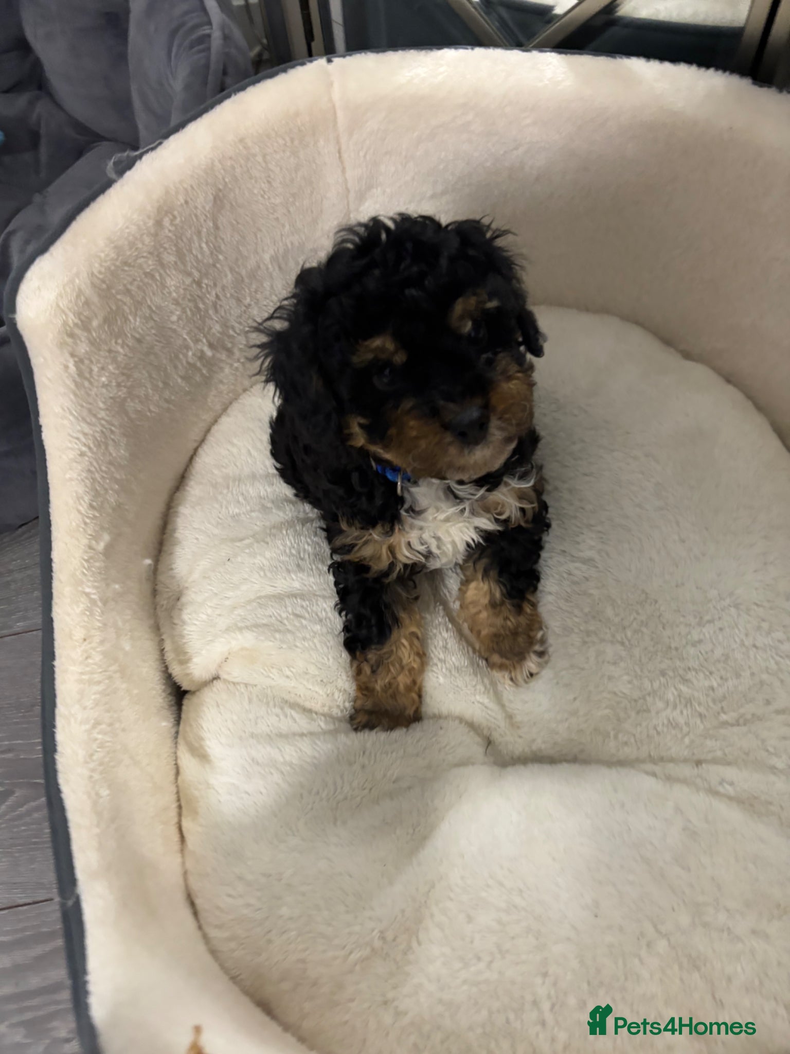 Cavapoo dogs F1B Cavapoos ready to leave Saturday  - Advert 2