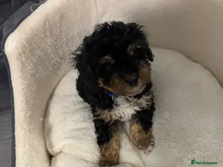 Cavapoo dogs F1B Cavapoos ready to leave Saturday - Advert 2