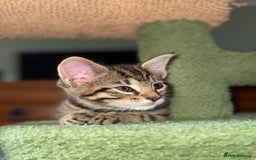 Maine Coon cats for sale: ✨2 Boys and 3 Girls Maine Coon kittens ✨🐾 - Image 35