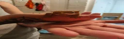 Gecko reptiles for sale: Crested geckos and /morning geckos - Advert 1