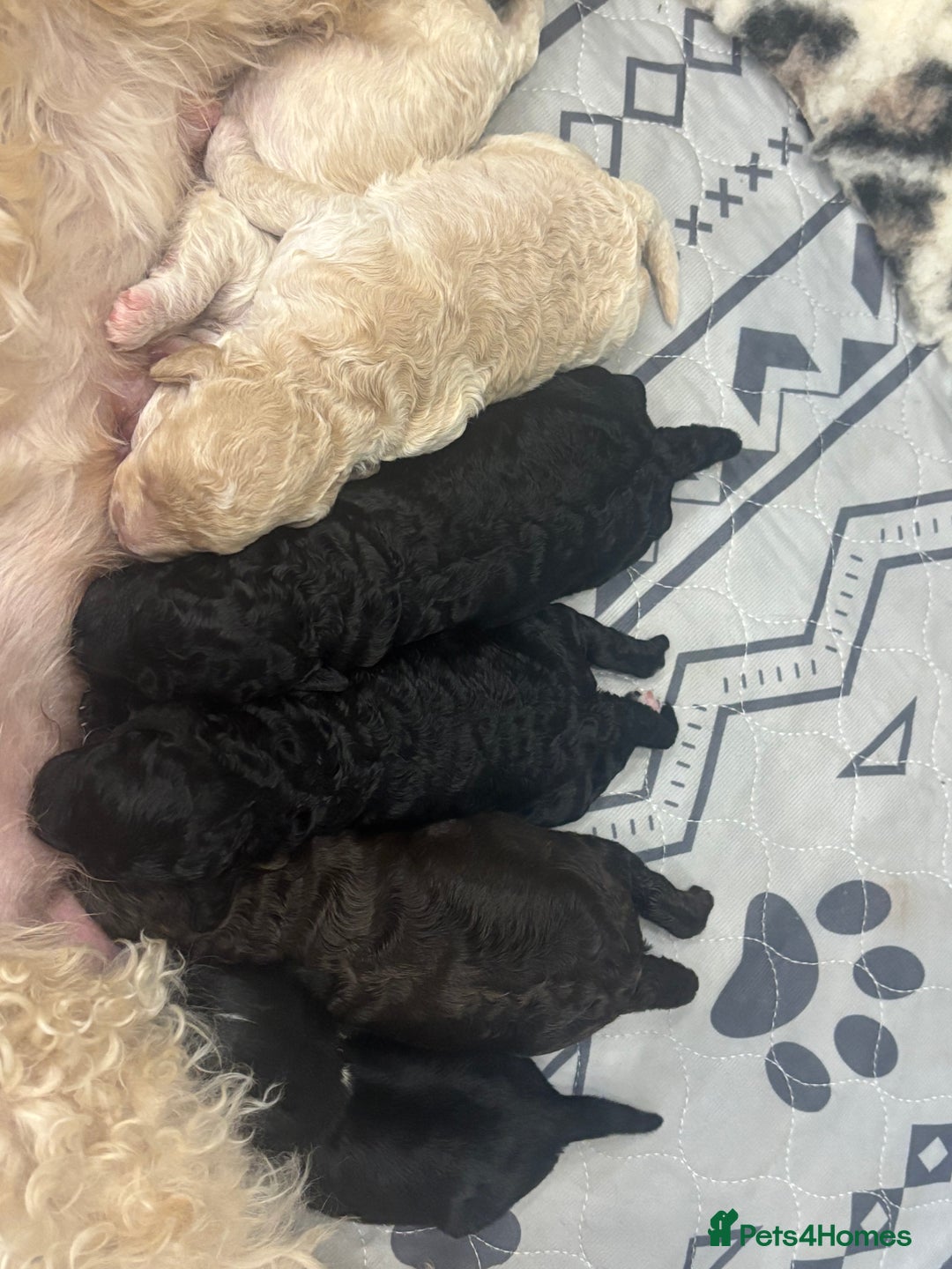 Cavapoo dogs for sale: Beautiful F1bb cavapoo pups - Image 9