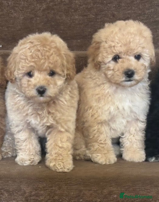 Toy Poodle dogs Toy poodle puppies for sale - Advert 12