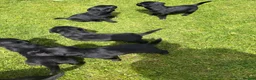Labrador Retriever dogs for sale: 9 Pedigree Black Labrador Retrievers   in Llangadog - Advert 10