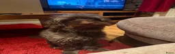 Pomapoo dogs for sale: Cooper - Advert 3