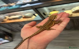 Bearded Dragon reptiles for sale: 60 Baby bearded dragons - Image 15