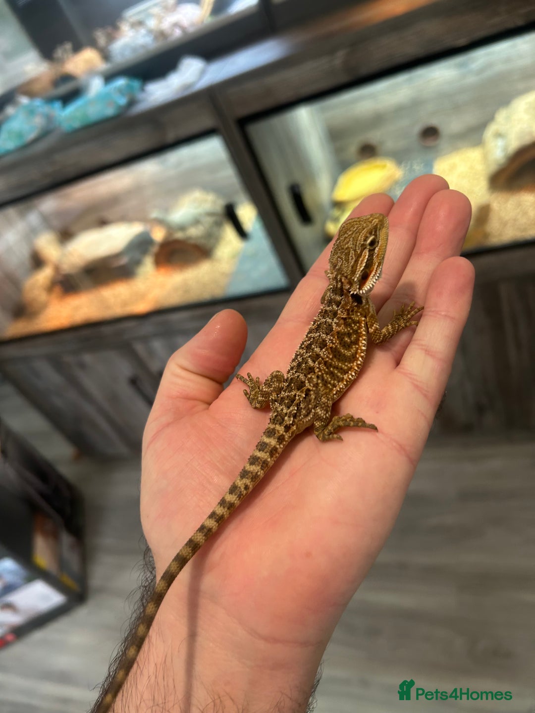 Bearded Dragon reptiles for sale: 60 Baby bearded dragons - Image 15