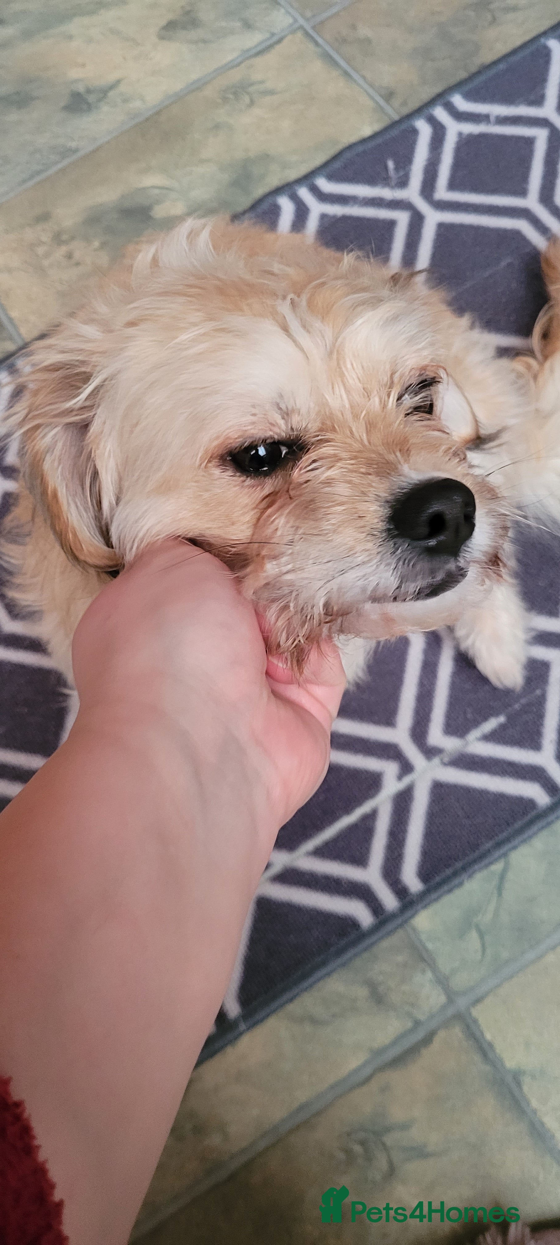 Mixed Breed dogs Mixed breed bichon and border terrier - Advert 1