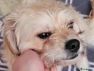 Mixed Breed dogs Mixed breed bichon and border terrier - Advert 1