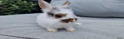 Lionhead rabbits for sale: 2 lionhead boys - Advert 19