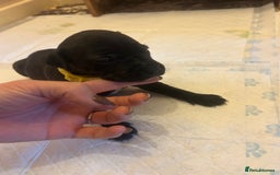 Staffordshire Bull Terrier dogs for sale: 5 staff pups  - Image 7