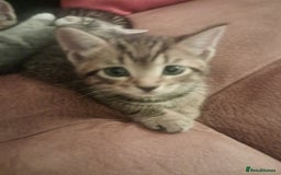 Mixed Breed cats for sale: 2 BEAUTIFUL BOY KITTENS AVAILABLE  - Image 2