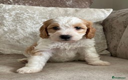 Cockapoo dogs for sale: 🐾Beautiful F2 cockapoos  🐾 - Image 35