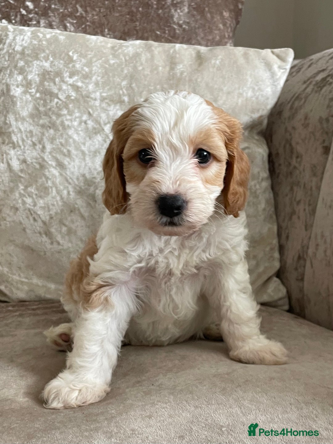 Cockapoo dogs for sale: 🐾Beautiful F2 cockapoos  🐾 - Image 35