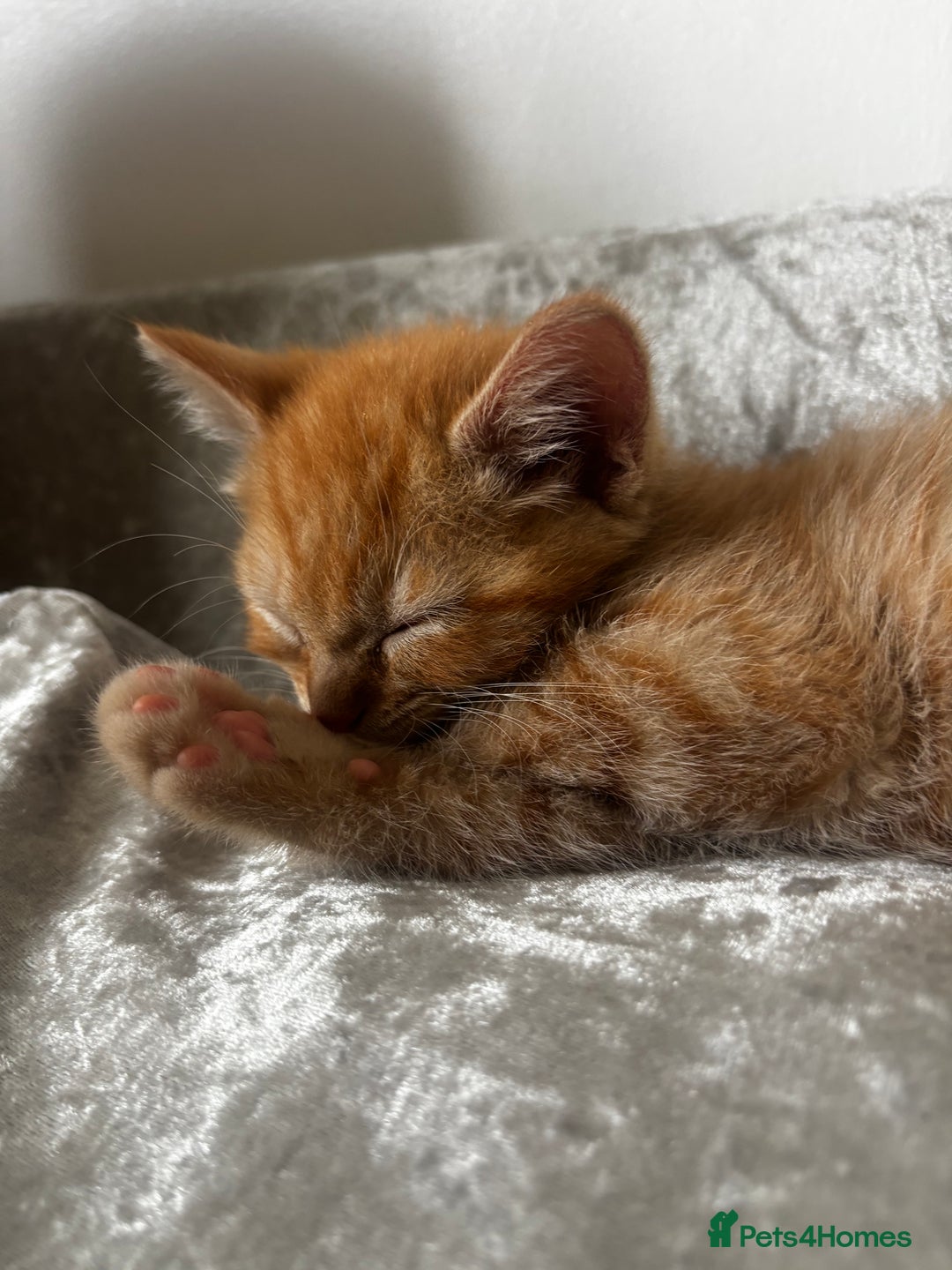 Ragdoll cats for sale: Tiny Ginger Female - Image 1