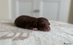 Bordoodle dogs for sale: OUTSTANDING *TRI COLOUR* MINIATURE BORDOODLES - Image 34