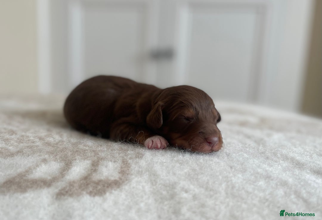 Bordoodle dogs for sale: OUTSTANDING *TRI COLOUR* MINIATURE BORDOODLES - Image 34