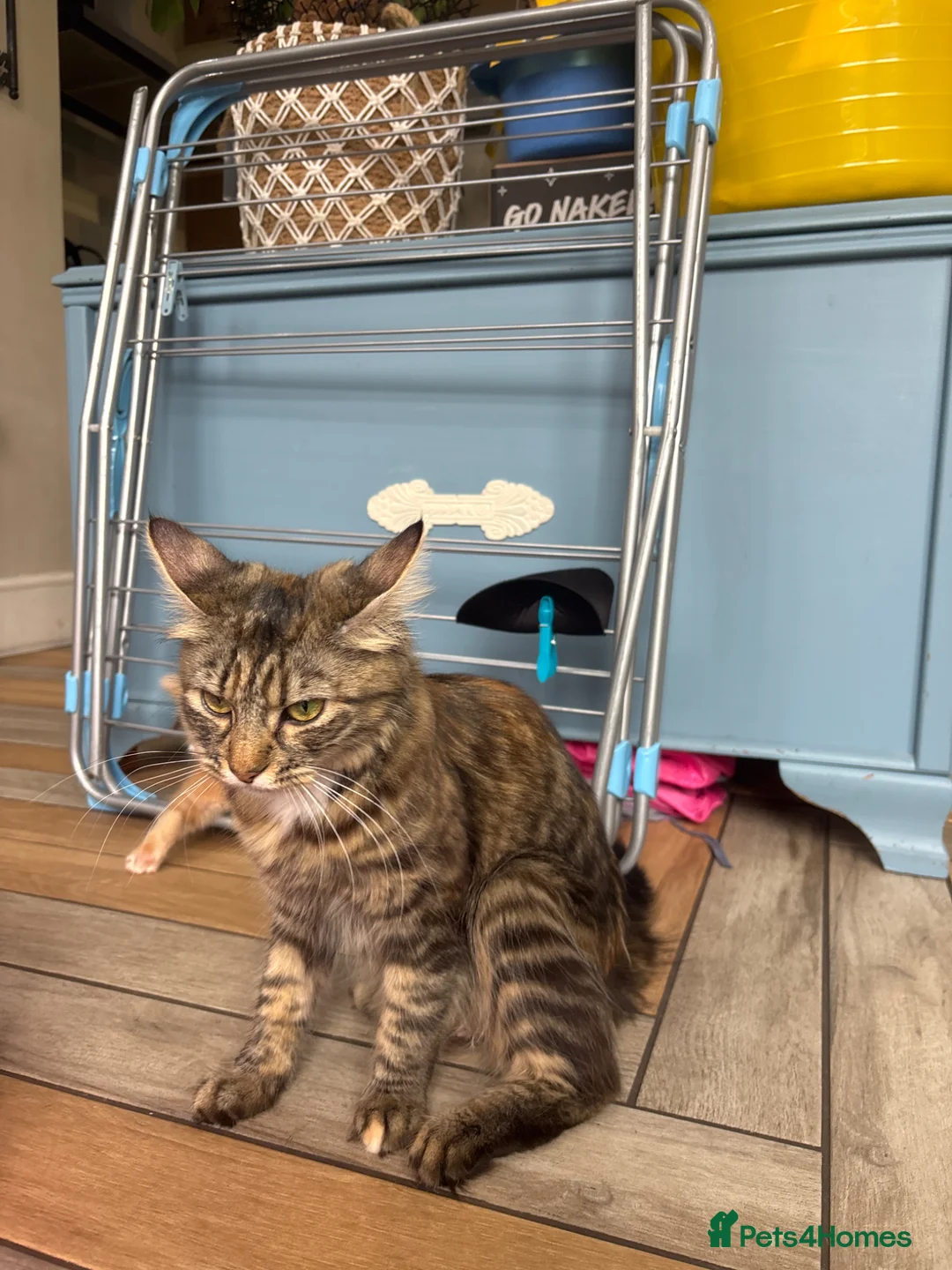 Mixed Breed cats for sale: Main Coon Ragdoll kittens  in Warrington - Advert 9